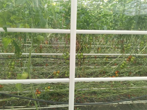 ein Gewächshaus mit Tomaten